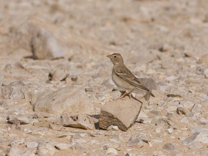 Pale Rockfinch