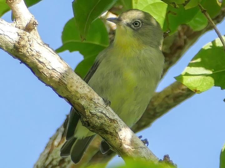 Plain White-eye