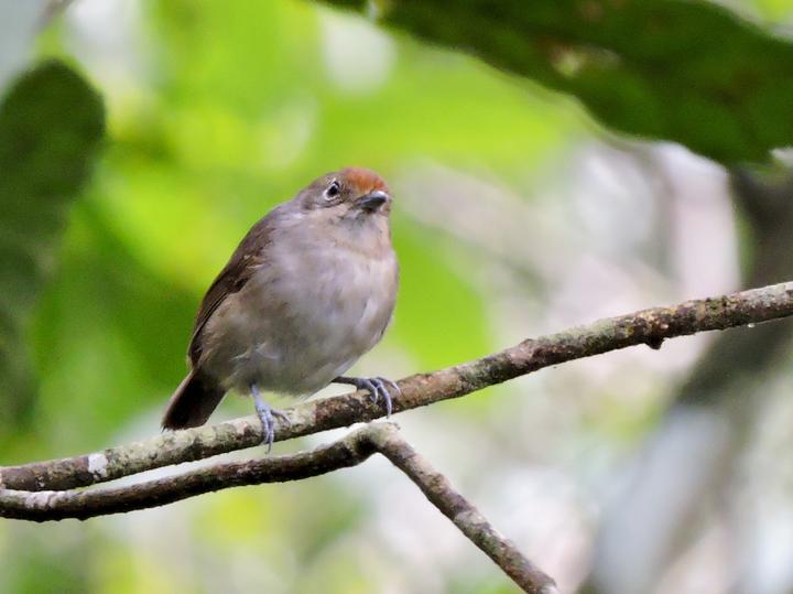 Plain Antvireo