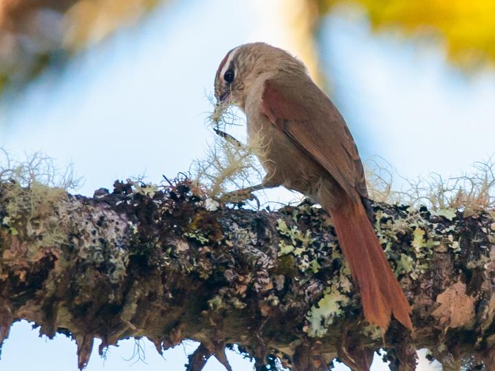 Pallid Spinetail