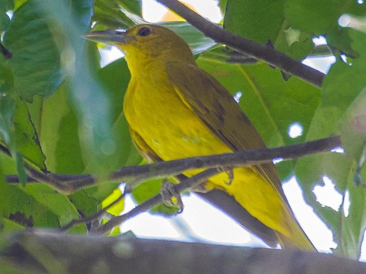 Isabela Oriole