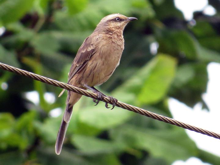 Chalk-browed Mockingbird