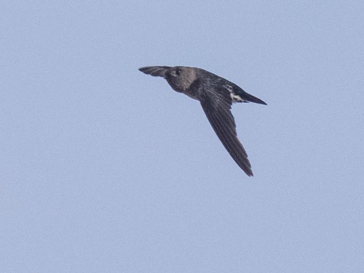 Drab Swiftlet
