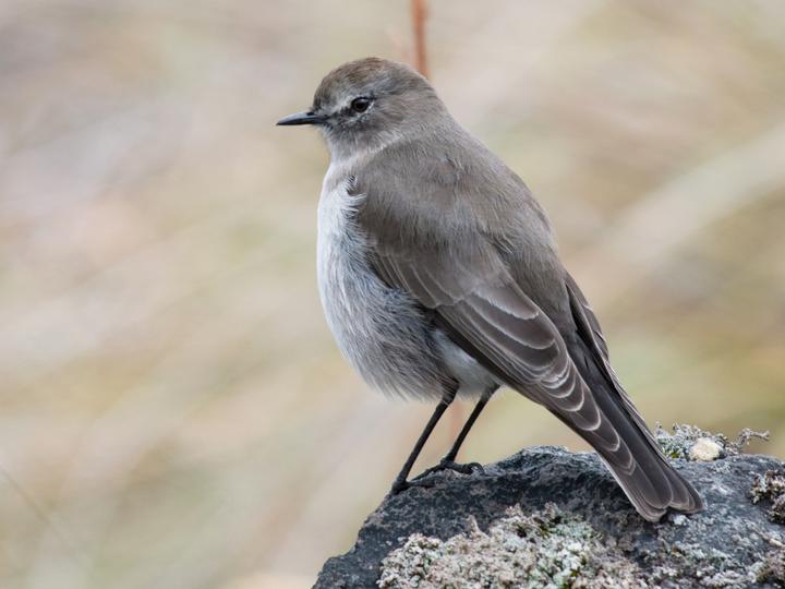 Paramo Ground Tyrant