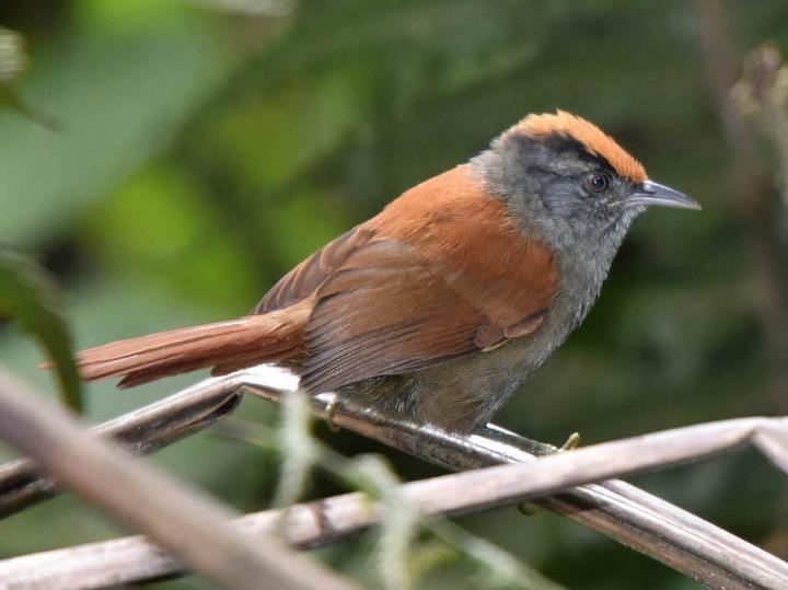 Light-crowned Spinetail