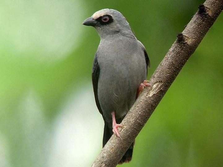 Pale-fronted Nigrita