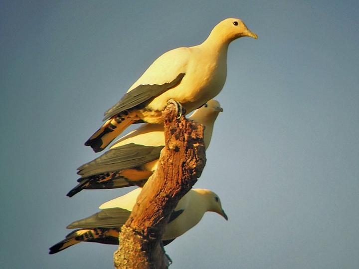 Yellowish Imperial Pigeon