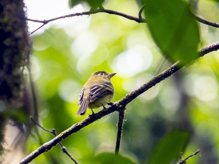 Yellowish Flycatcher