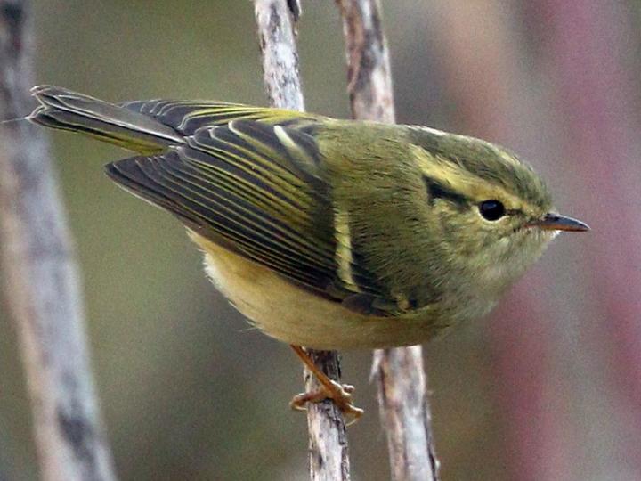 Lemon-rumped Warbler