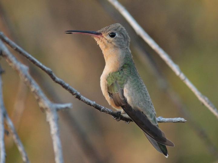Buffy Hummingbird
