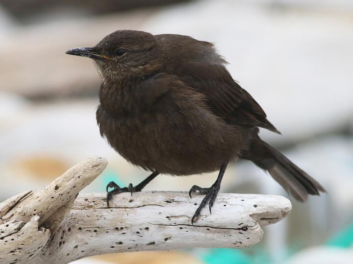 Blackish Cinclodes