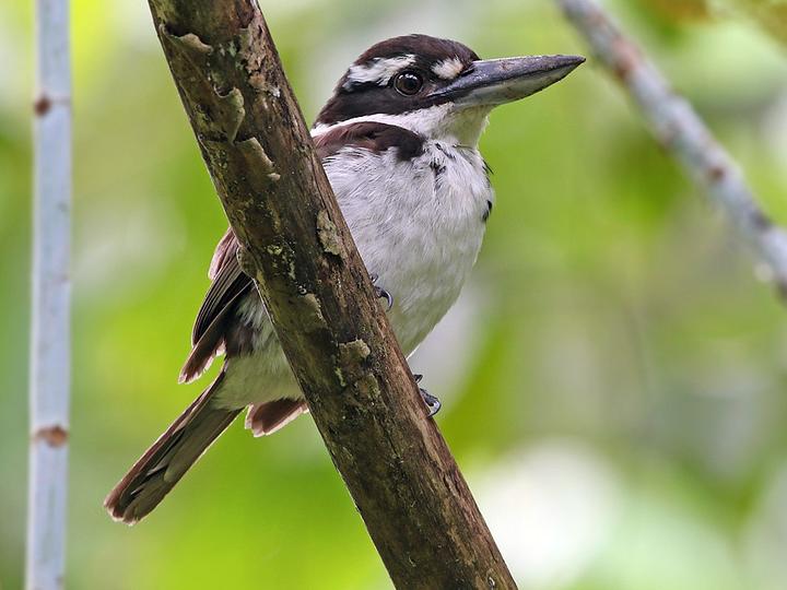 Sombre Kingfisher