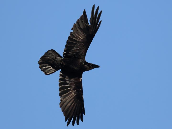 Northern Raven