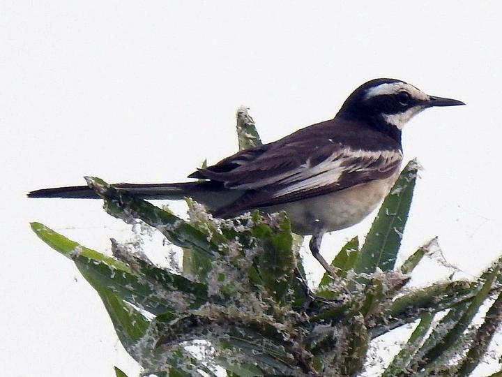 Mekong Wagtail