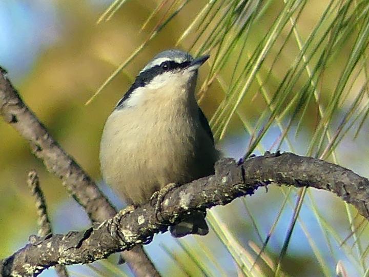 Yunnan Nuthatch