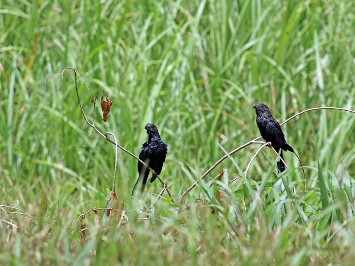 Smooth-billed Ani