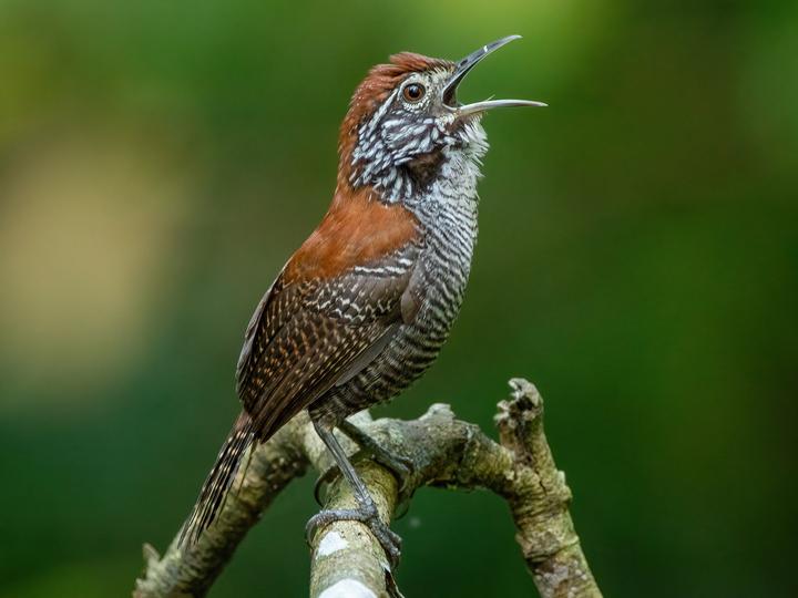 Riverside Wren