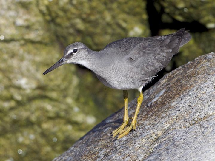 Wandering Tattler