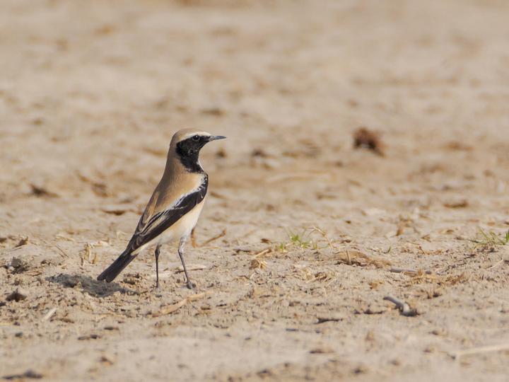 Desert Wheatear