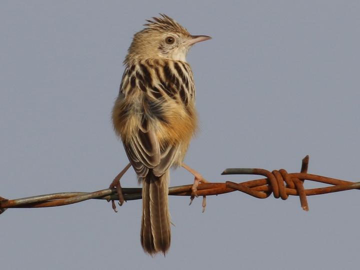 Desert Cisticola