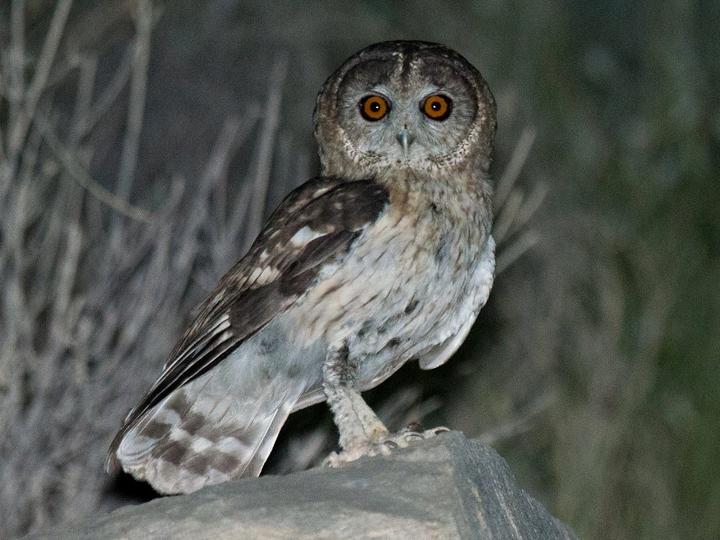 Omani Owl