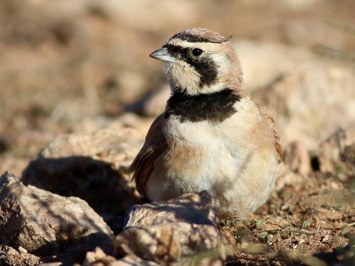 Temminck's Lark