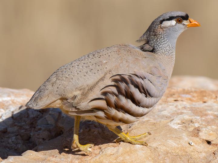 See-see Partridge