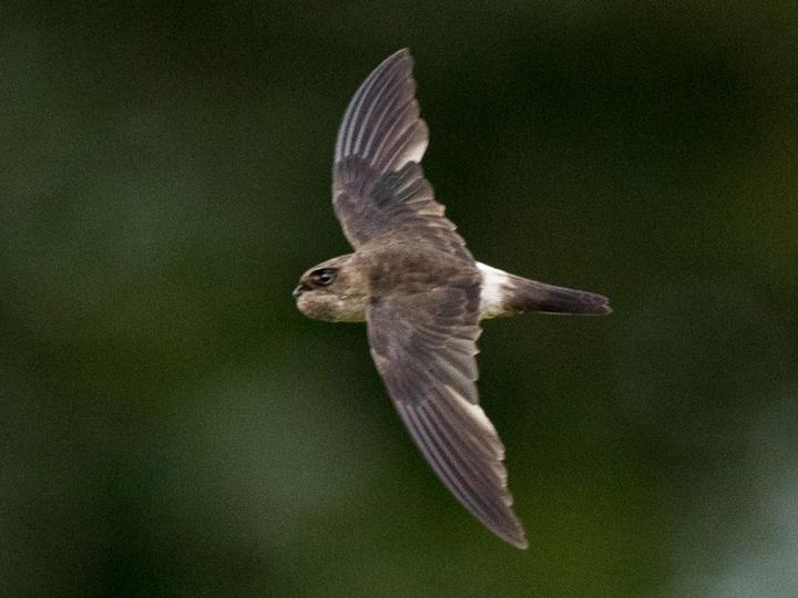 Australian Swiftlet
