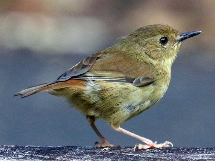 Atherton Scrubwren