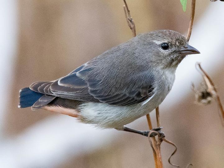 Mistletoebird
