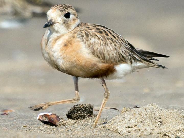 Inland Dotterel