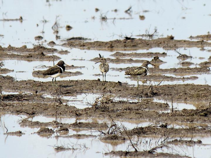 Australian Painted-snipe