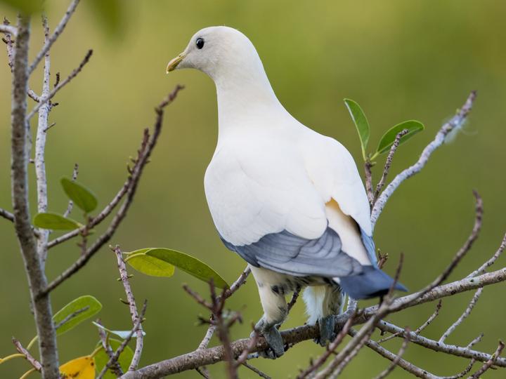 Torresian Imperial Pigeon