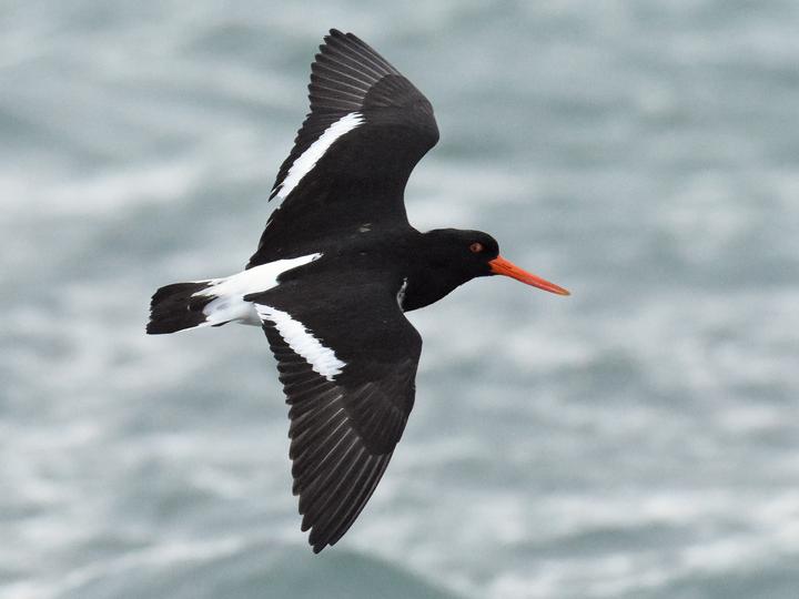Pied Oystercatcher