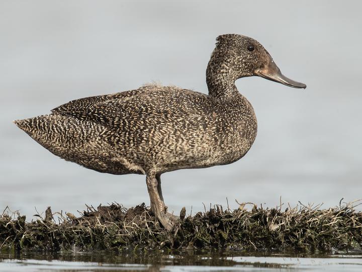 Freckled Duck