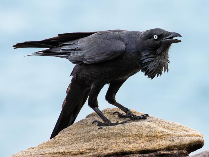 Australian Raven