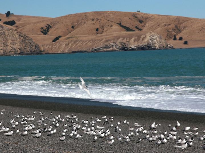 White-fronted Tern