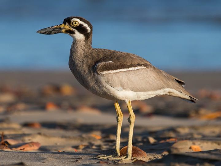 Beach Stone-curlew