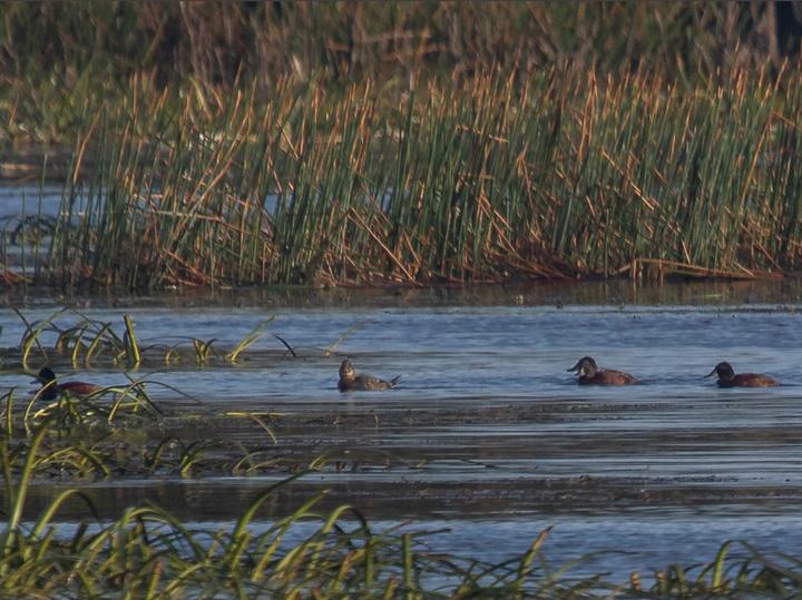 Blue-billed Duck