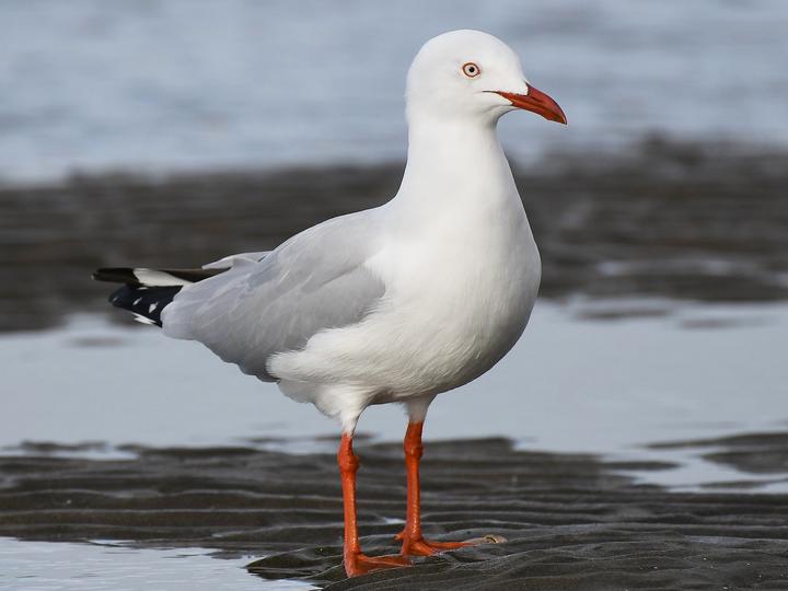 Silver Gull
