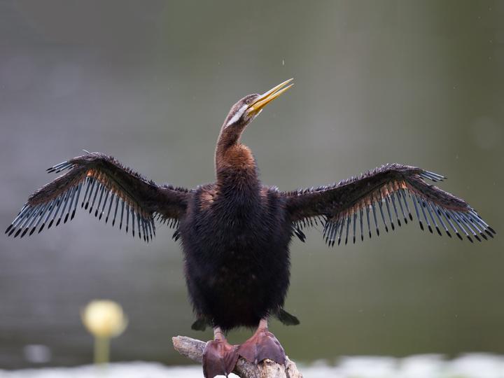Australasian Darter