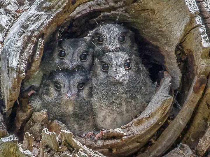 Australian Owlet-nightjar
