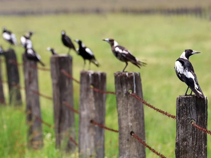 Australian Magpie