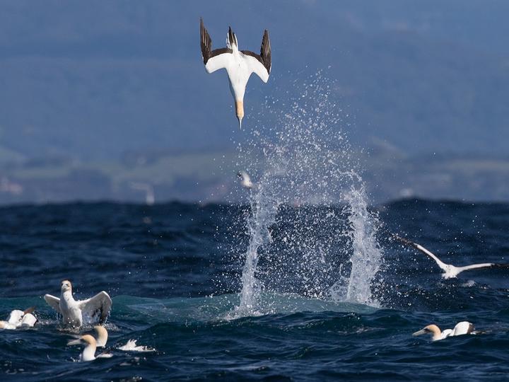 Australasian Gannet