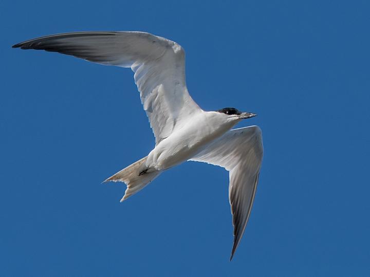 Australian Tern
