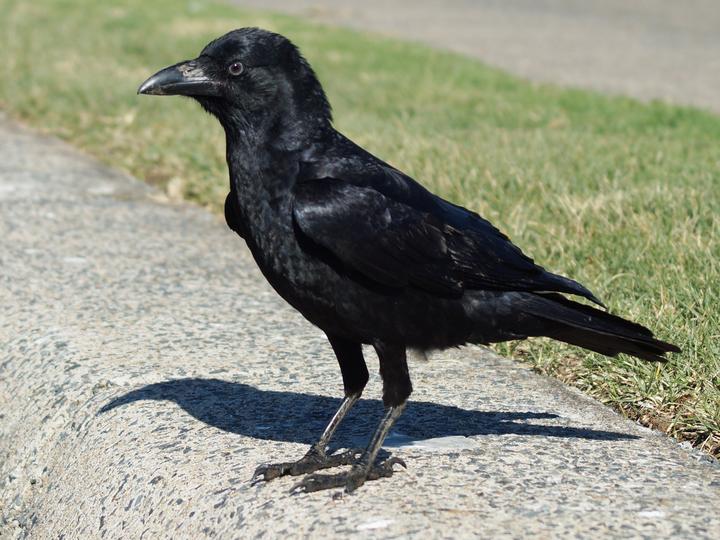 Torresian Crow