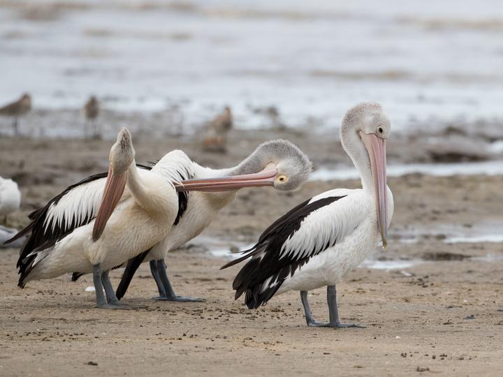 Australian Pelican