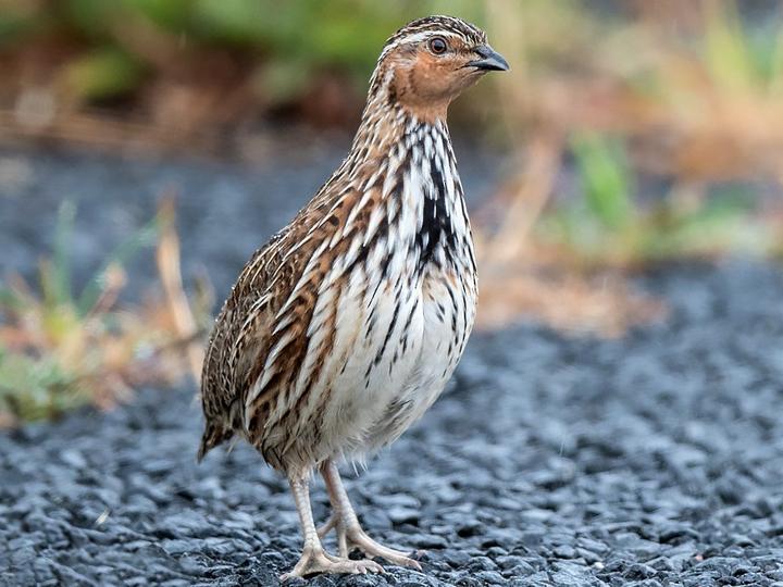 Stubble Quail