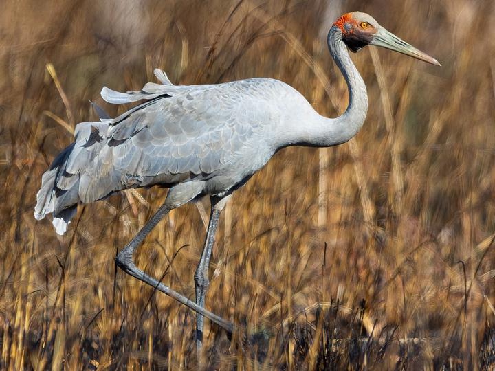 Brolga