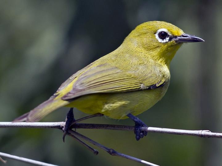 Canary White-eye